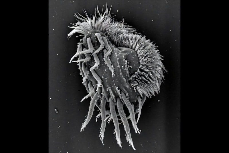 仲間を共食いする「巨大ハンター」に変身する新種生物を発見