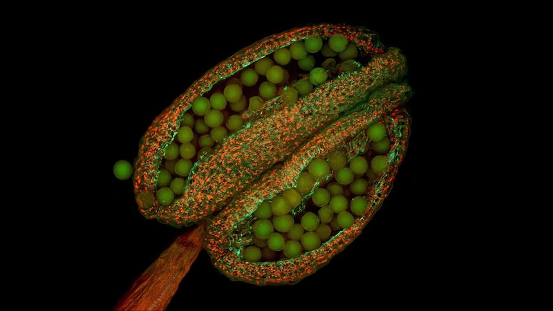 なぜ“世界一研究される雑草”なのか？