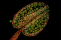 世界で最も研究されている「雑草」の驚くべき発見