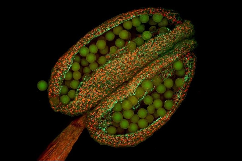 世界で最も研究されている「雑草」の驚くべき発見