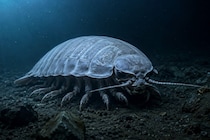 深海の巨大グソクムシが「数年間も絶食状態」で生きられる秘密を解明