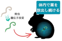 宿主の体内で寄生虫が抗体を分泌――“生きた薬工場”への改変に成功