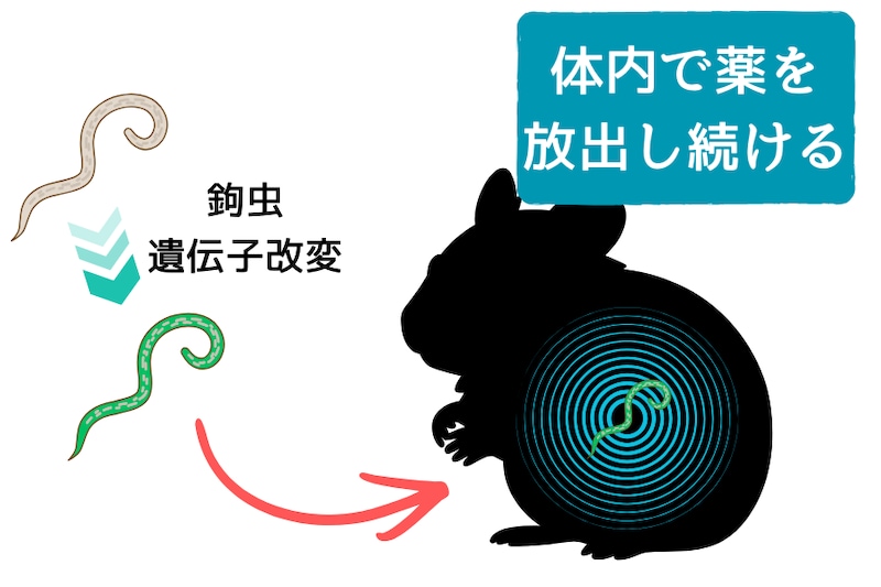 宿主の体内で寄生虫が抗体を分泌――“生きた薬工場”への改変に成功
