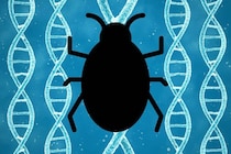 欧州人の「虫嫌い」、ただの文化ではなく9000年の進化史に隠れていた