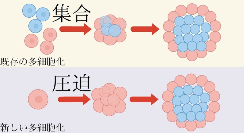 多細胞化の引き金は物理だった