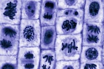 多細胞生物の起源は「遺伝子」より「物理」だった――「非対称開始仮説」が提唱