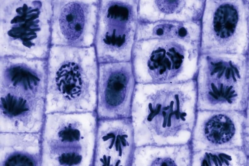 多細胞生物の起源は「遺伝子」より「物理」だった――「非対称開始仮説」が提唱