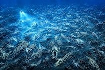 500万年続く「史上最大のクジラ墓場」を発見ーー1200kmにわたり約500頭の死骸