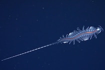 「新種の深海生物」31種をブラジル沖で発見