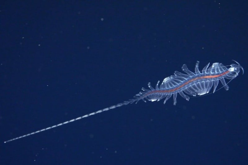 「新種の深海生物」31種をブラジル沖で発見