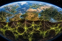 地中に張り巡らされた「菌糸ネットワーク」の世界地図を初めて作成