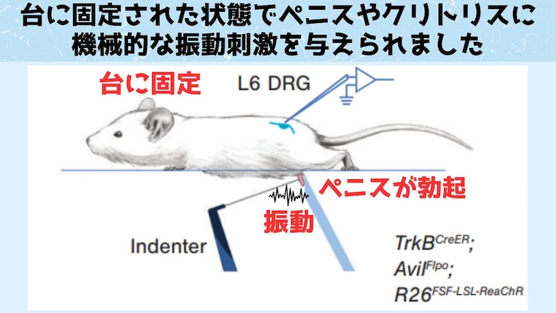 マウスのペニスやクリトリスを刺激する方法
