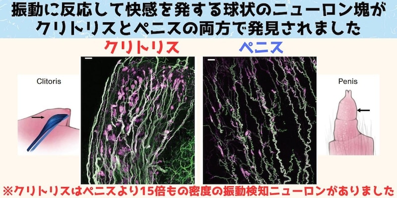 振動に反応するニューロンをクリトリスとペニスで発見