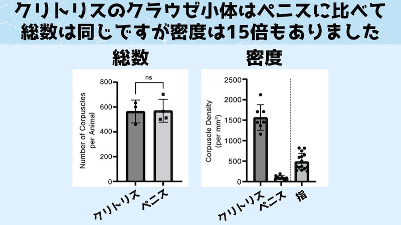 クラウゼ小体の総数と密度の比較