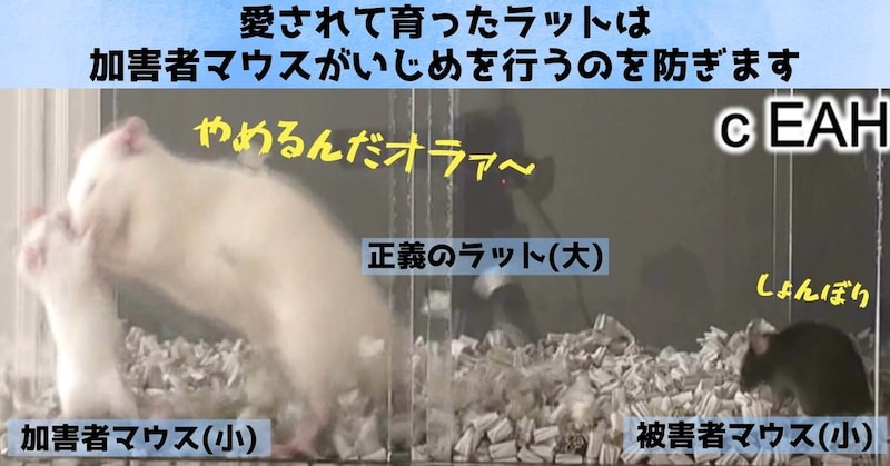 人間に愛されて育ったラットは正義感と善悪判断を芽生えさせる