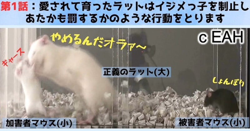 ラットの存在は加害者マウスにさらなるイジメを起こすのを防ぐのにも役立ちました