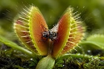 ハエトリグサが「高速で葉を閉じられる」秘密を解明