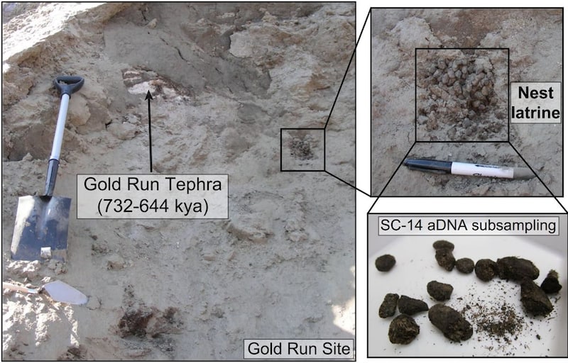 70万年前の糞はまだ臭っていた