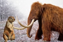 古代リスはマンモスの肉を食べていたようだ――うんち化石が明かす食事情