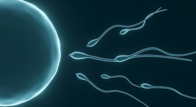 精子を磁性化して卵子に導く