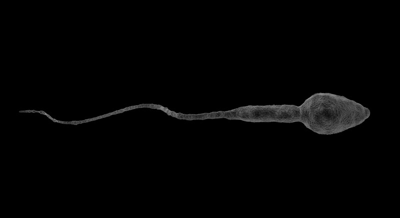 磁化精子で体外受精に成功――「鎧」は卵子の前で自然に脱げた