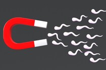精子を磁性化させて磁力で操ることに成功、しかも磁化した方が元気が長持ちした