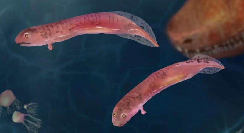 水生生物から陸上生物への移行には、両生類のような変態は必要なかった
