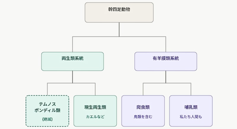 「両生類の先祖グループ」と「爬虫類や哺乳類の先祖グループ」は早い時期に枝分かれ増しました