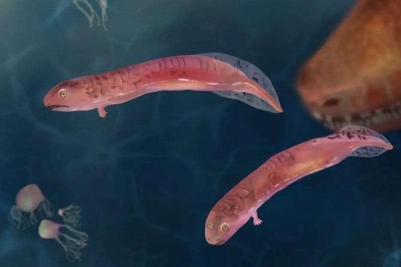 水生生物から陸上生物への移行には、両生類のような変態は必要なかった