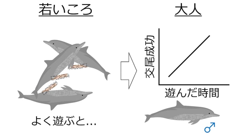 若い頃に遊んだオスのイルカほど、大人になってメスとの交尾に成功していた！
