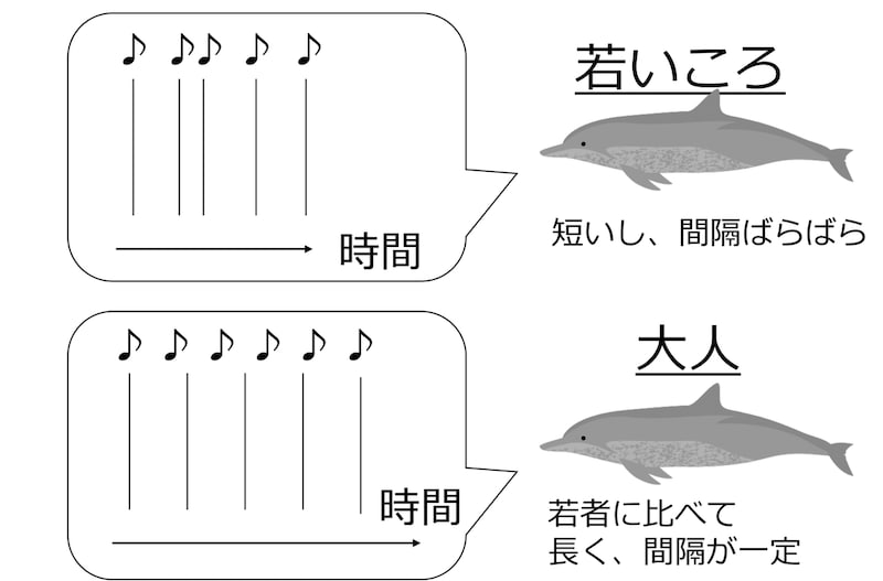 若いオスの口説き文句は、オトナほど洗練されていない