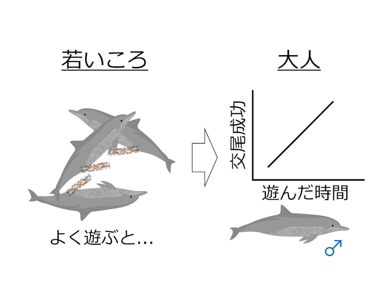 若い頃に遊んだオスのイルカほど、大人になってメスとの交尾に成功していた