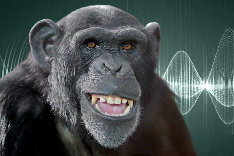 人類の祖先は「話す力」の前に「笑う力」を育てた──1500万年の進化史