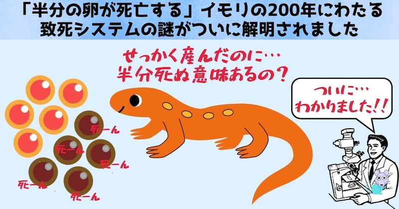 「半分の卵が死亡する」イモリの200年にわたる致死システムの謎がついに解明