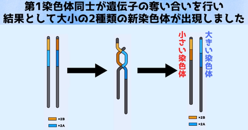 第1染色体の不均衡な遺伝子の奪い合いの結果、大きな染色体（A）と小さな染色体（B）ができました