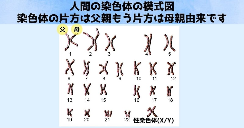 人間の場合、染色体は父親から1セット、母親から1セットを受け継ぎます