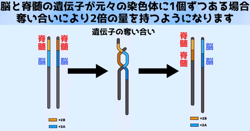 遺伝子の奪い合いをすることで、染色体の大きさまで変わってしまいました。なおここで言う脳の遺伝子や脊髄の遺伝子は便宜上のたとえになります。