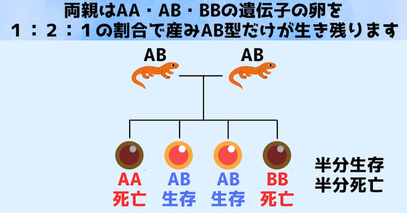 大きい染色体（A）と小さい染色体（B）の両方を持っている場合のみ卵は生き残れます
