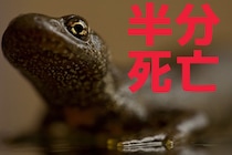 「半分の卵が死亡する」イモリの200年にわたる致死システムの謎がついに解明
