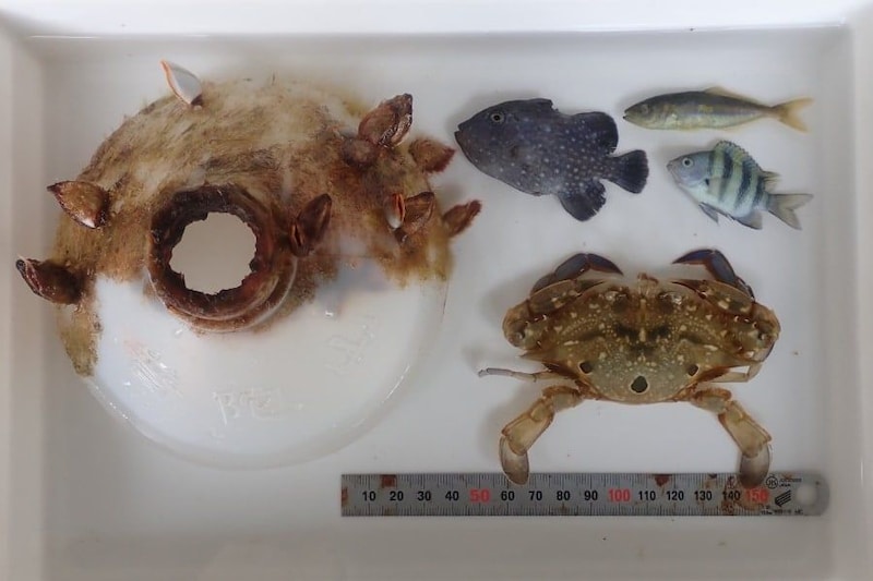 漂流するボトルに閉じ込められ「2カ月を生き延びたカニ」を発見