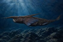 新種の「ゴーストシャーク」をコスタリカ沖で発見か