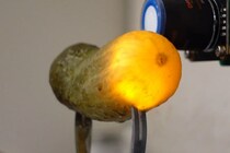ピクルスが電気で光る謎現象――実は水素爆発と火花が鍵だった