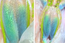 “虹色”カエルを発見、既知種の隠された秘密が明らかに