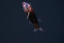 超貴重「スケルトンヘッドの深海魚」の撮影に成功