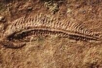 5億5000万年前の化石から、最古の「右利き」の証拠が見つかる