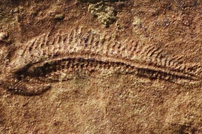 5億5000万年前の化石から、最古の「右利き」の証拠が見つかる