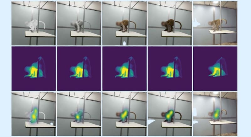 サルの視線が、中途半端なCGを避けた