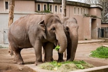 動物園ではゾウが最も人間が遊びに来るのを喜んでいる