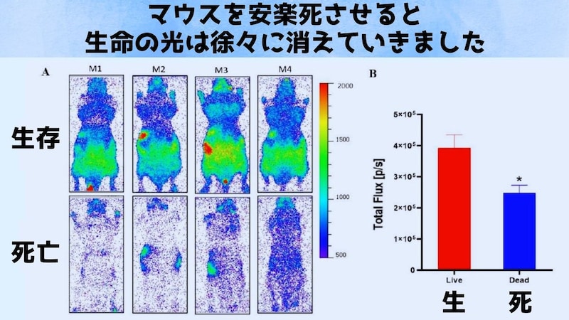 命が消えると光もほとんど消えてしまう