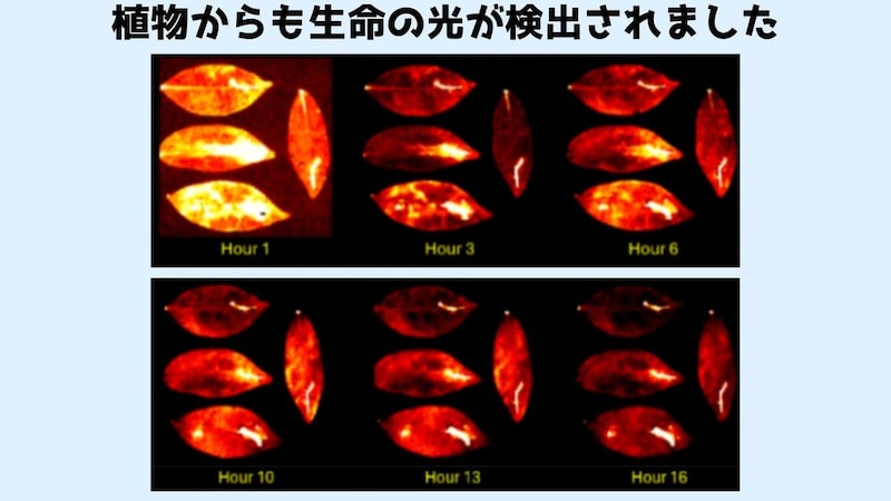 “生命センサー”としての可能性